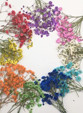 干花压花材料包013644