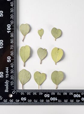 天然干花香薰蜡片书签