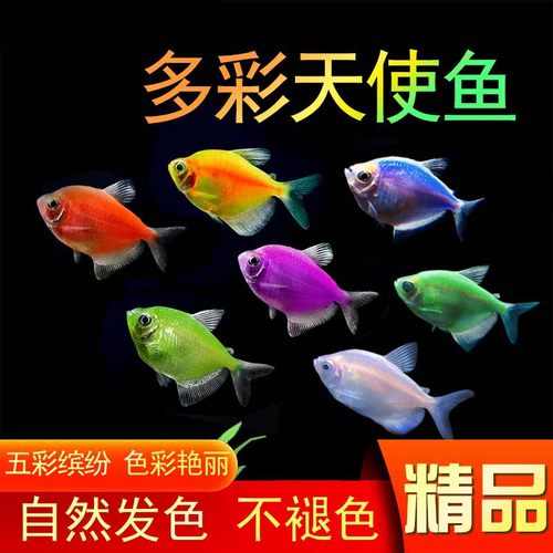 天使鱼观赏鱼纯天然鱼群小型鱼淡水鱼好养耐活喂食学生宝妈宠物 - 图3