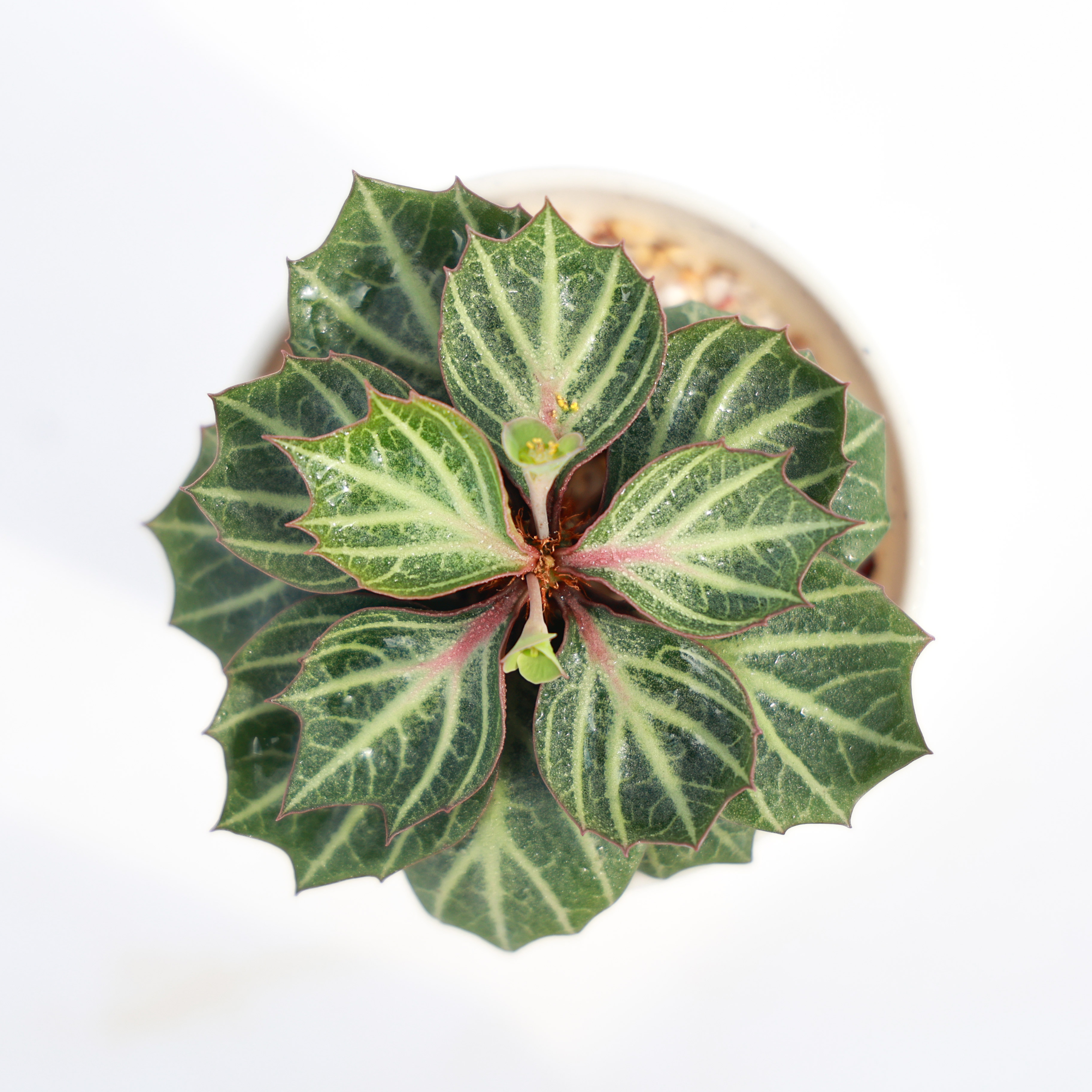 【精品来袭】彩叶麒麟 Euphorbia francoisii 绿植多肉每周五更新 - 图3