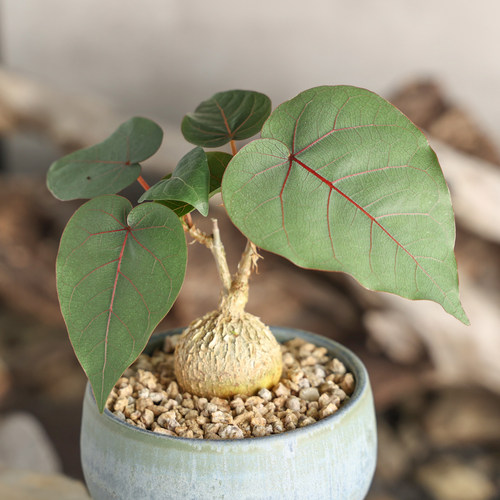 【朴原】红脉榕 Ficus petiolaris 桌面素雅潮流块根好养多肉绿植 - 图2