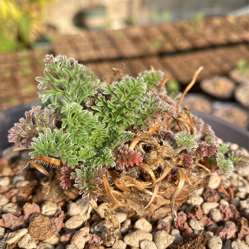 朴原甄选｜黑花洋葵 Pelargonium auritum-图0