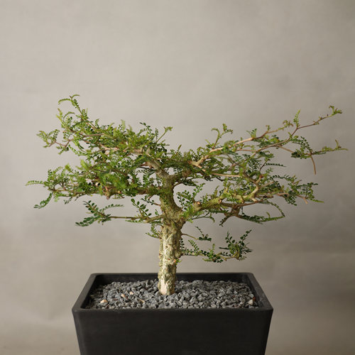 【朴原】象足漆树 Operculicarya pachypus 潮流块根多肉植物盆栽 - 图0