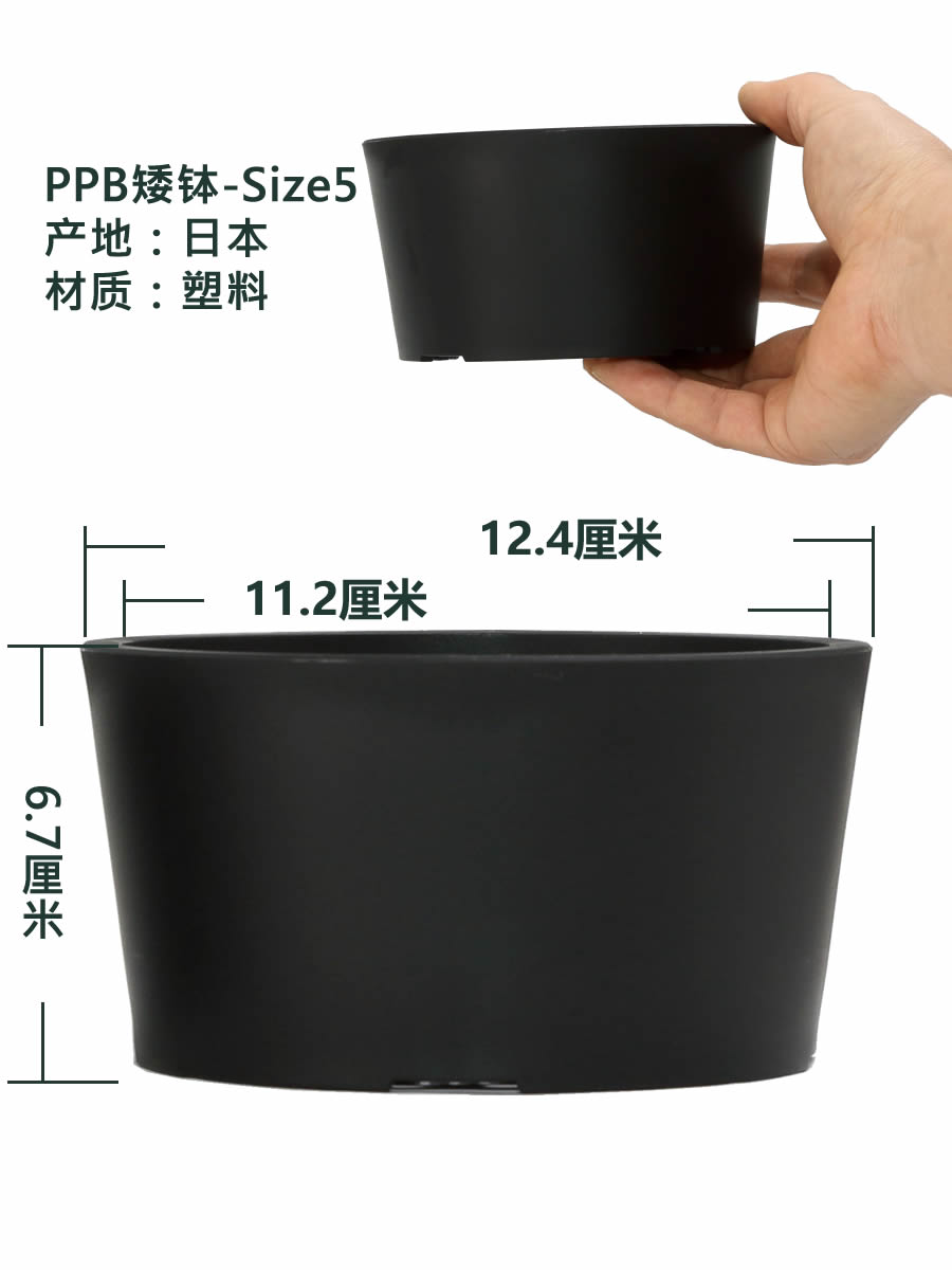 日本进口黑胶盆块根植物龟甲龙多肉仙人球专用透水透气性好象牙宫 - 图0