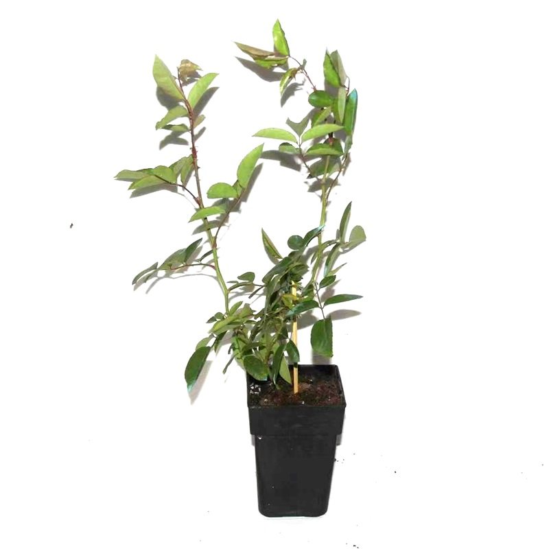 藤本月季自由精神大花浓香多季开长势快抗病好庭院爬藤花卉,淘宝优惠券,粉丝福利购,淘宝优惠卷