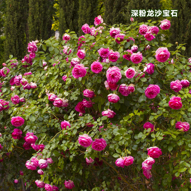 深粉龙沙宝石红粉佳人经典藤本月季盆栽苗庭院阳台花园观赏主力,淘宝优惠券,粉丝福利购,淘宝优惠卷