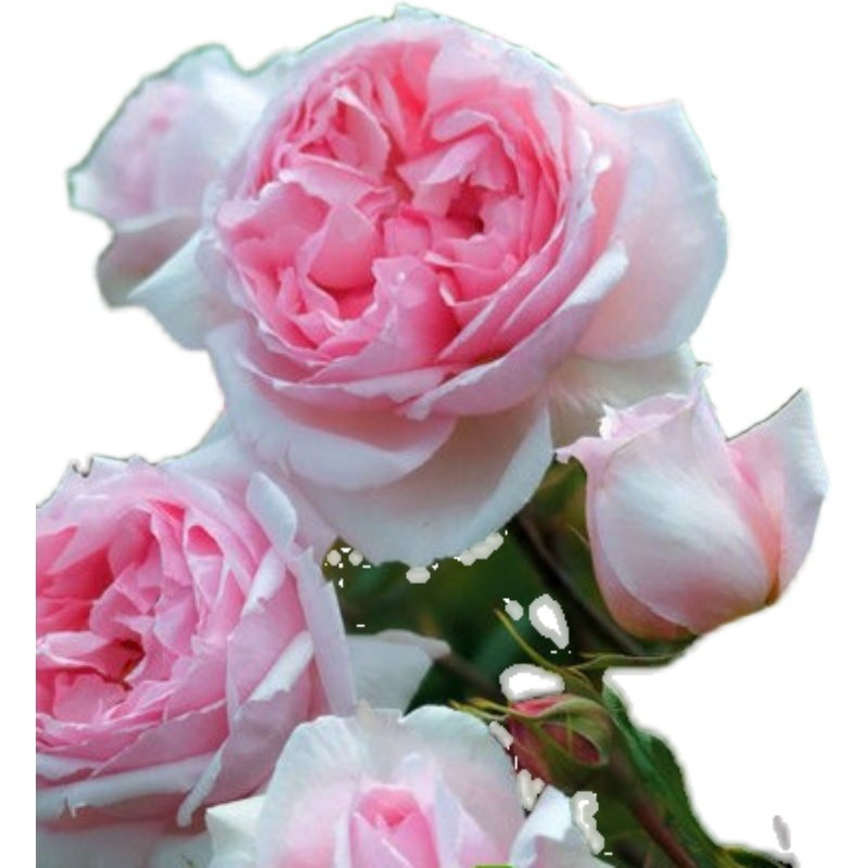 可藤可灌月季维基伍德玫瑰粉色多季开花浓香勤花多头,淘宝优惠券,粉丝福利购,淘宝优惠卷