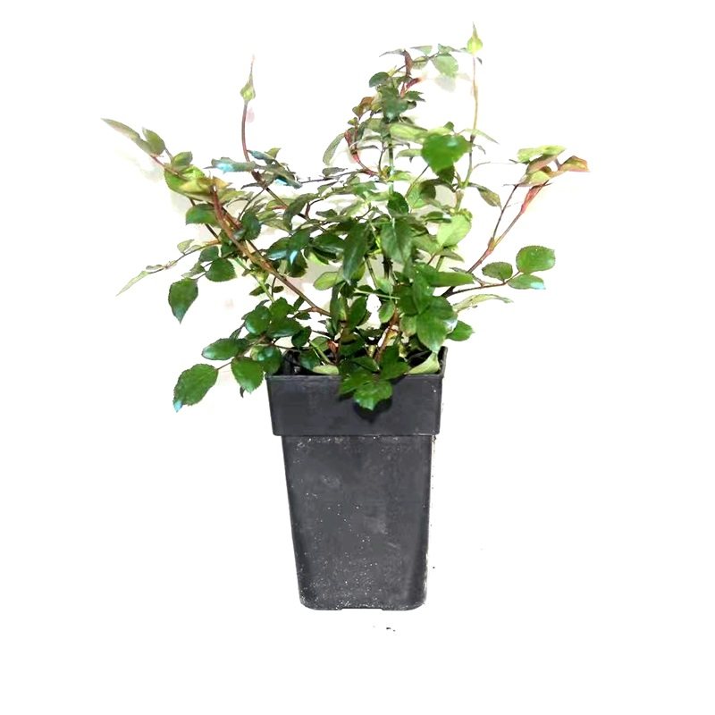 入冬月季p9盆栽扦插黑巴克戴维花宫娜露天落叶欧月,淘宝优惠券,粉丝福利购,淘宝优惠卷