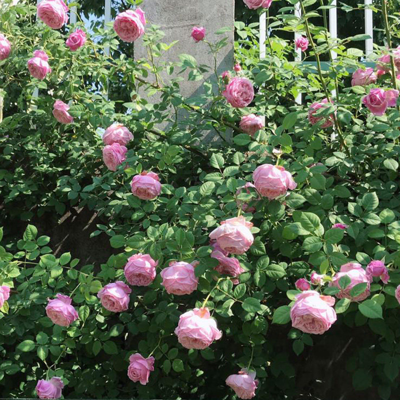 藤本月季自由精神大花浓香多季开长势快抗病好庭院爬藤花卉,淘宝优惠券,粉丝福利购,淘宝优惠卷