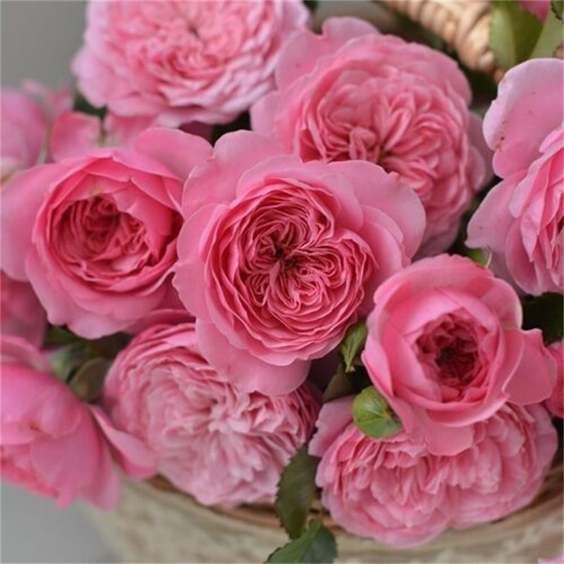 入冬月季p9盆栽扦插黑巴克戴维花宫娜露天落叶欧月,淘宝优惠券,粉丝福利购,淘宝优惠卷