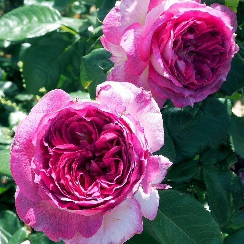 新品月季蓝莓蛋糕戴尔巴德灌木盆栽小苗,淘宝优惠券,粉丝福利购,淘宝优惠卷