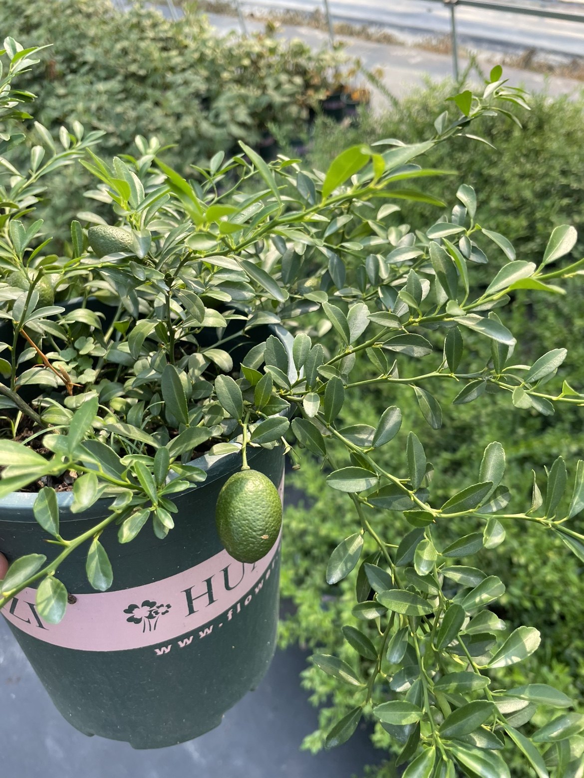 二师兄木本植物盆栽香水柠檬血柠檬手指柠檬趣味观果四季盆景,淘宝优惠券,粉丝福利购,淘宝优惠卷