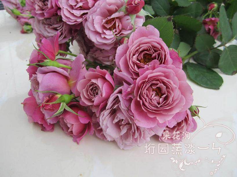 入冬月季p9盆栽扦插黑巴克戴维花宫娜露天落叶欧月,淘宝优惠券,粉丝福利购,淘宝优惠卷