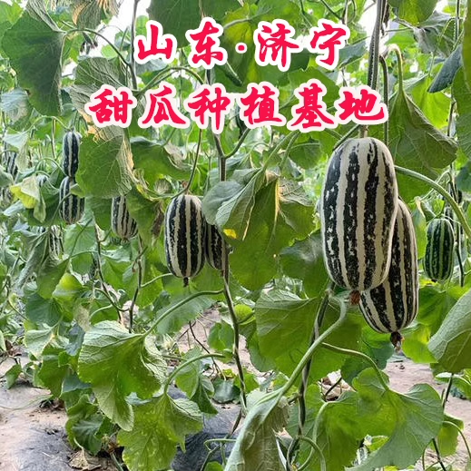 山东头茬博洋9号甜瓜新鲜当季水果羊角香瓜脆瓜蜜瓜整箱5斤包邮 - 图3