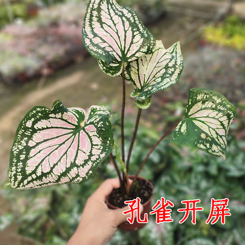 绿植观叶植物 进口种球彩叶芋盆栽 白色恋人 孔雀开屏 夏日微风 - 图2