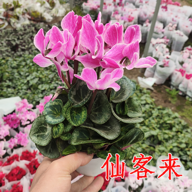 室内 鲜花 花卉 盆景 植物原生仙客来盆栽带花 四季开花绿植鲜花 - 图2