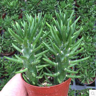 多肉植物沙漠将军 狼牙棒 绿植盆栽 沙漠将军棒 将军柱 吸甲醛