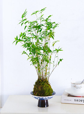 中式米竹苔藓球｜室内茶桌禅意造型净化空气观赏植物桌面水养竹子