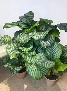 青苹果竹芋盆栽室内净化