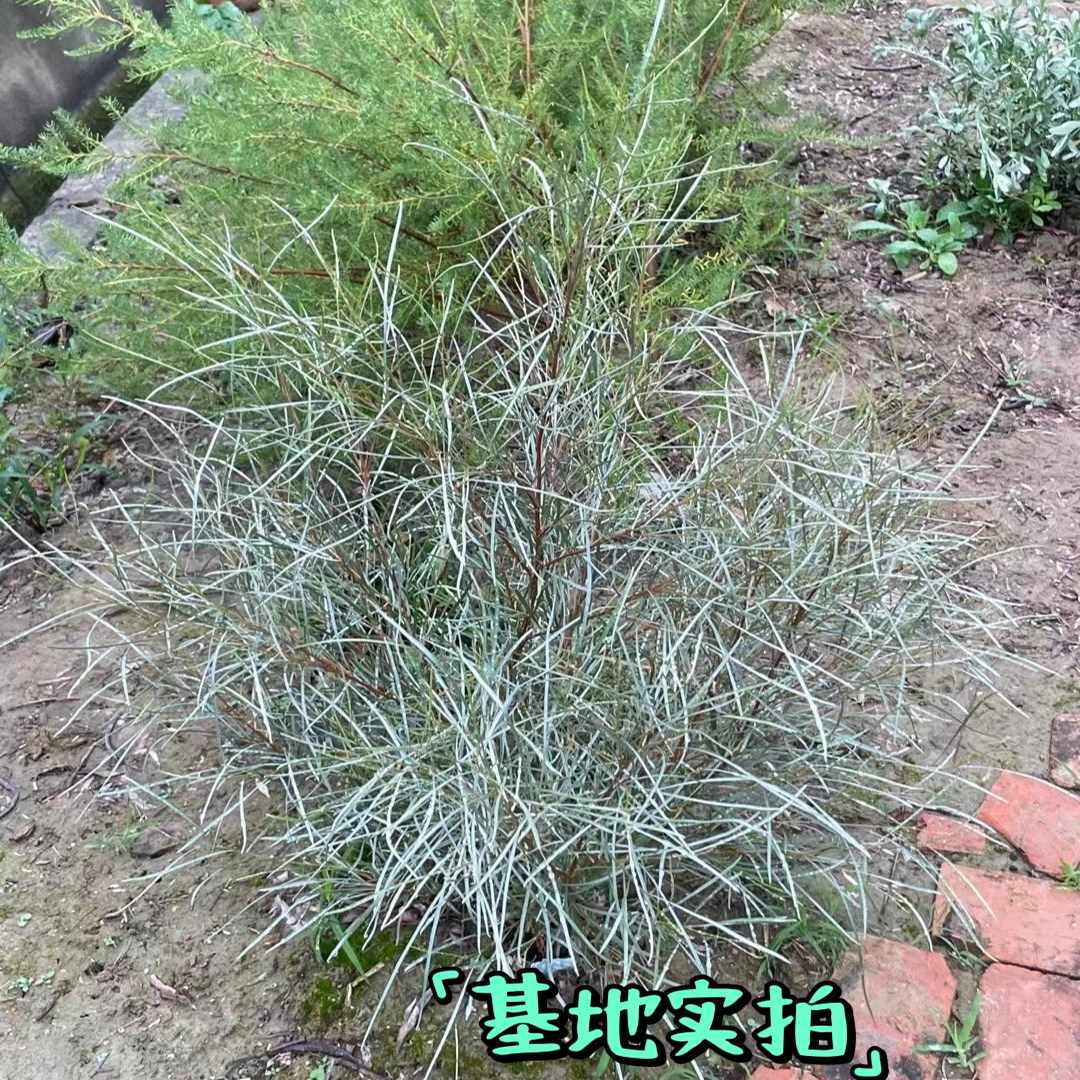 鲁庭院小花匠*细叶银桦*半耐寒多年生*金属光泽叶片*耐热澳洲植物,淘宝优惠券,粉丝福利购,淘宝优惠卷