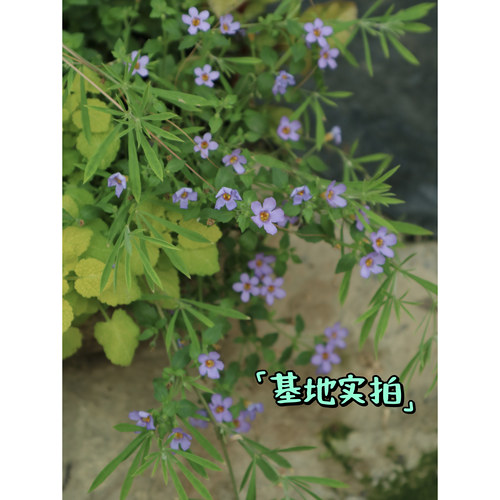 浙庭院小花匠*单瓣百可花*半耐寒多年生*组盆寄植*花期长假马齿苋 - 图2