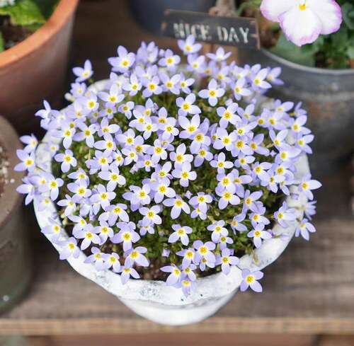 鲁庭院小花匠*北美耳草*耐寒多年生*迷你盆栽*花期长*小清新耐热 - 图3