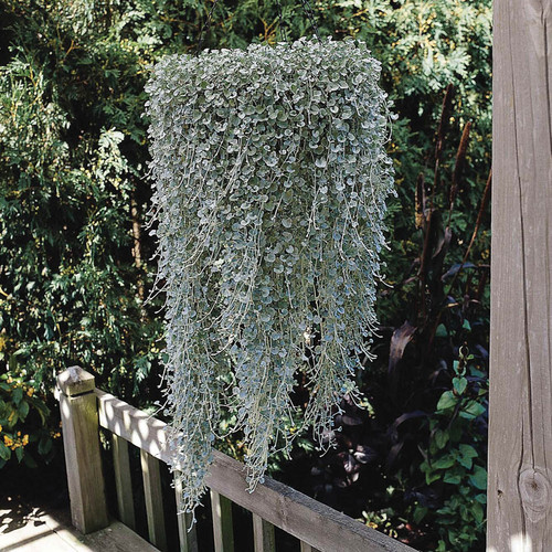 鲁庭院小花匠*银叶马蹄金“银瀑”多年生*耐热好养*地被垂吊组盆 - 图3
