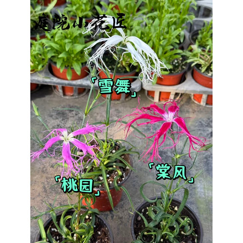 鲁庭院小花匠*伊势抚子“雪舞/桃园”耐寒多年生*瞿麦杂交石竹 - 图0