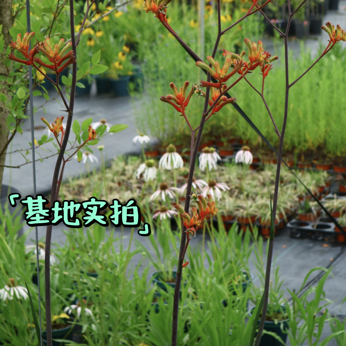 浙庭院小花匠*高杆袋鼠爪花*半耐寒多年生*新品表现优秀*线条植物 - 图0