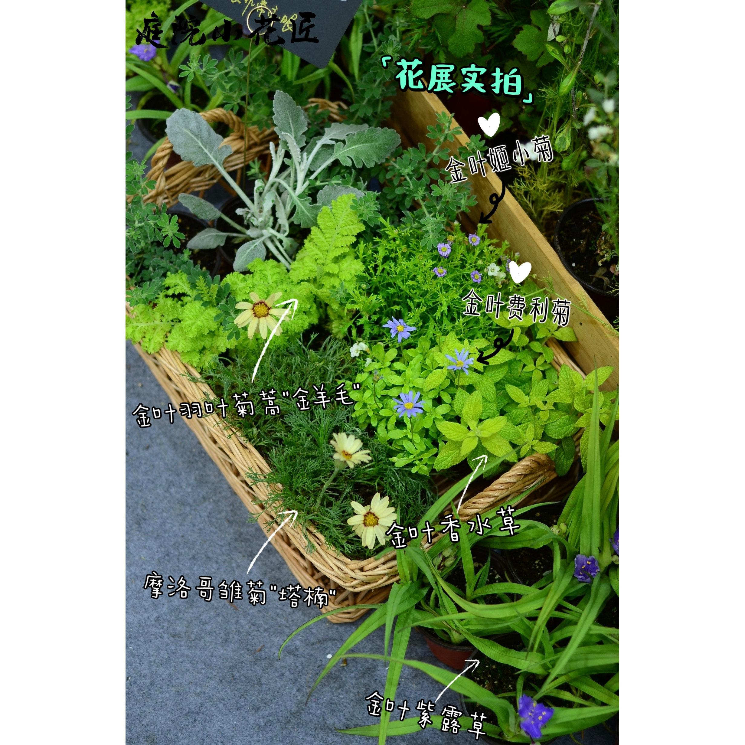 Lu Courtyard Little Gardener*Golden Leaves Chrysanthemum Golden Carpet Semi-cold-resistant perennial*Large amount of flowers can be potted