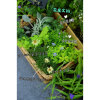 Lu Courtyard Little Gardener*Golden Leaves Chrysanthemum Golden Carpet Semi-cold-resistant perennial*Large amount of flowers can be potted