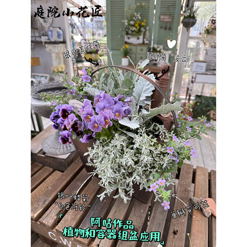 浙庭院小花匠*单瓣百可花*半耐寒多年生*组盆寄植*花期长假马齿苋 - 图0