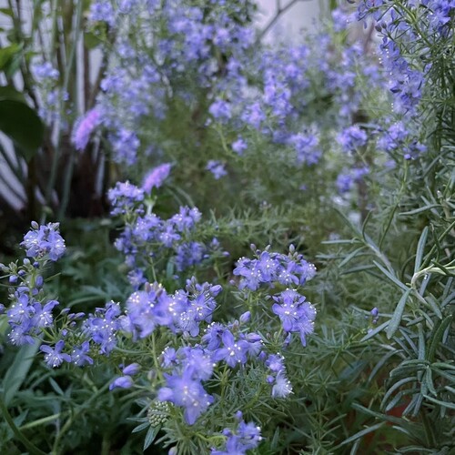 浙庭院小花匠*地肤“蓝哈密瓜”*耐寒多年生*耐热芳香*花期长 - 图2