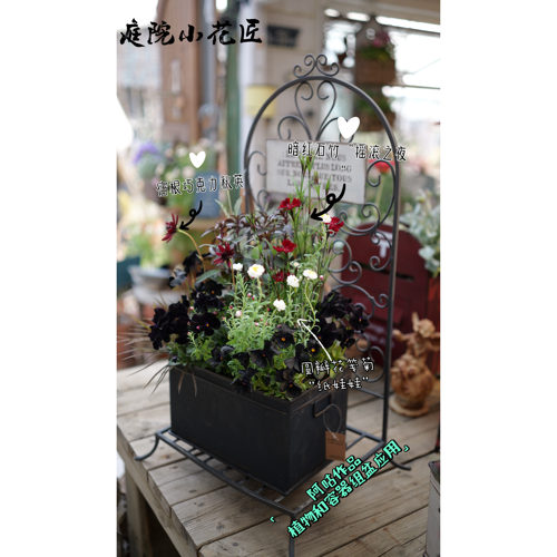 鲁庭院小花匠*暗红石竹“摇滚之夜”*耐寒多年生*花期长花量大 - 图0