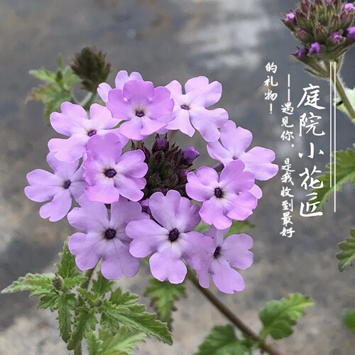 鲁庭院小花匠*多品种美女樱*穴盘苗*半耐寒多年生*花期长部分芳香 - 图0