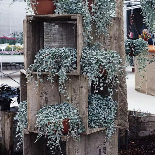鲁庭院小花匠*银叶马蹄金“银瀑”多年生*耐热好养*地被垂吊组盆 - 图0