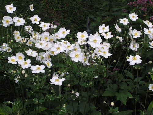 鲁庭院小花匠*银莲花“奥诺季伯特”耐寒多年生*低维护宿根耐阴 - 图3