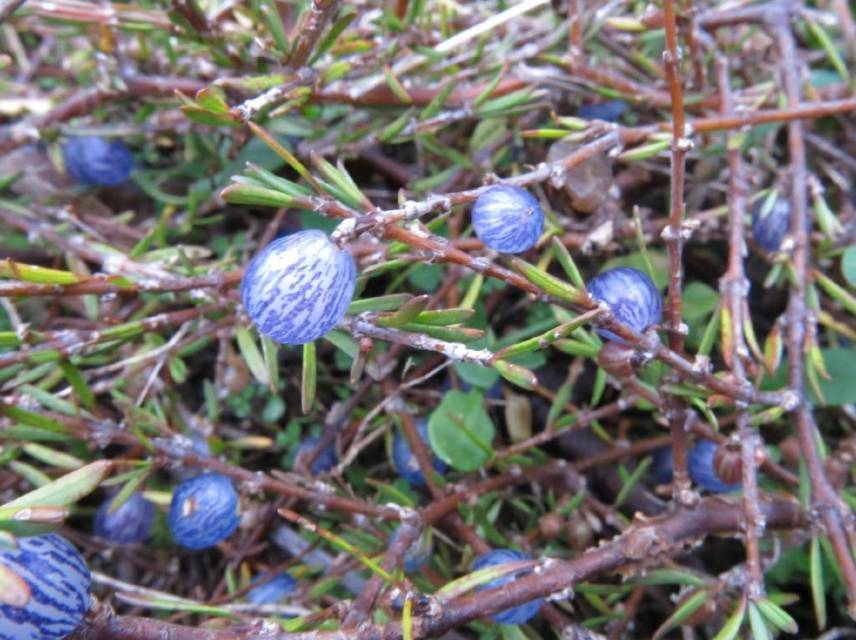 浙庭院小花匠*沙雁果*蛋白石莓*澳洲新奇稀有小浆果盆栽*观赏可食-图1