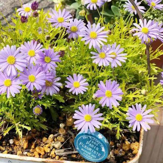 Lu Courtyard Little Gardener*Golden Leaves Chrysanthemum Golden Carpet Semi-cold-resistant perennial*Large amount of flowers can be potted