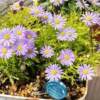 Lu Courtyard Little Gardener*Golden Leaves Chrysanthemum Golden Carpet Semi-cold-resistant perennial*Large amount of flowers can be potted