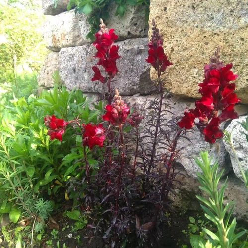 浙庭院小花匠*铜叶金鱼草“黑王子”耐寒多年生*花色多变*可切花 - 图3