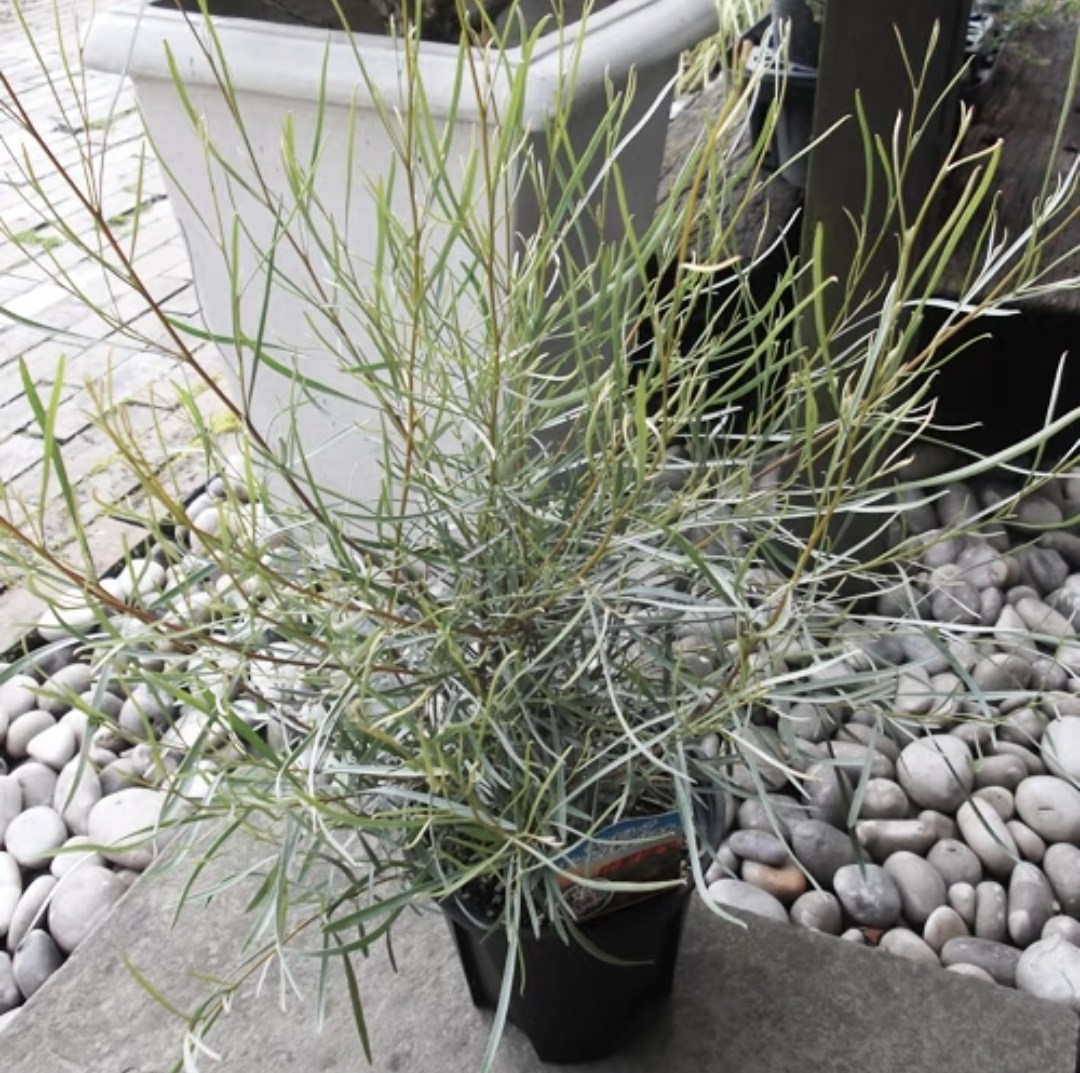 鲁庭院小花匠*细叶银桦*半耐寒多年生*金属光泽叶片*耐热澳洲植物,淘宝优惠券,粉丝福利购,淘宝优惠卷