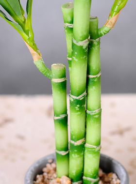 绿色植物仿真竹子富贵竹小盆栽