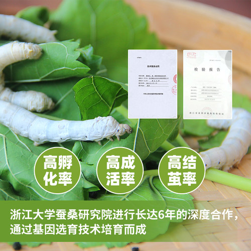 蚕宝宝学生养蚕套装幼蚕活体蚕卵孵化小学春季科学课观察结茧彩色 - 图0