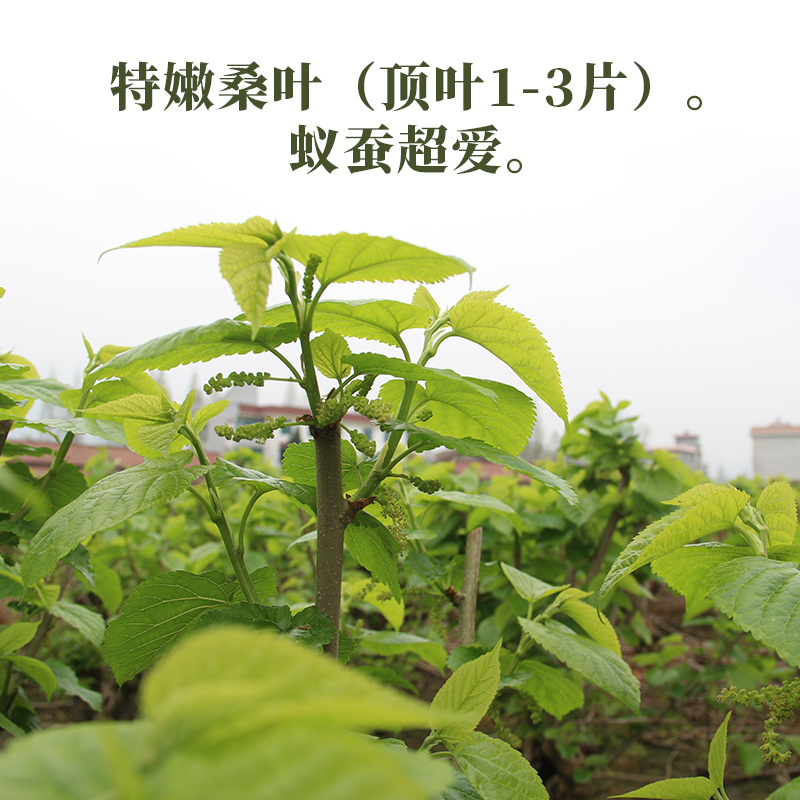 新鲜桑叶养蚕大小蚕宝宝特嫩桑叶天然食物当天采摘发货现摘无污染-图0