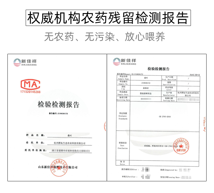 新鲜桑叶纯叶片养蚕宝宝吃食物口粮农家自种无污染现摘当天发货 - 图2