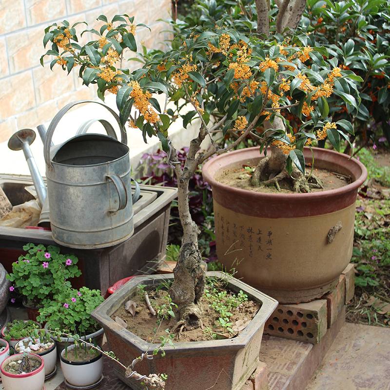 桂花盆栽 流苏嫁接四季桂花金桂丹桂沉香桂桂花苗 桂花树苗带花苞 - 图1