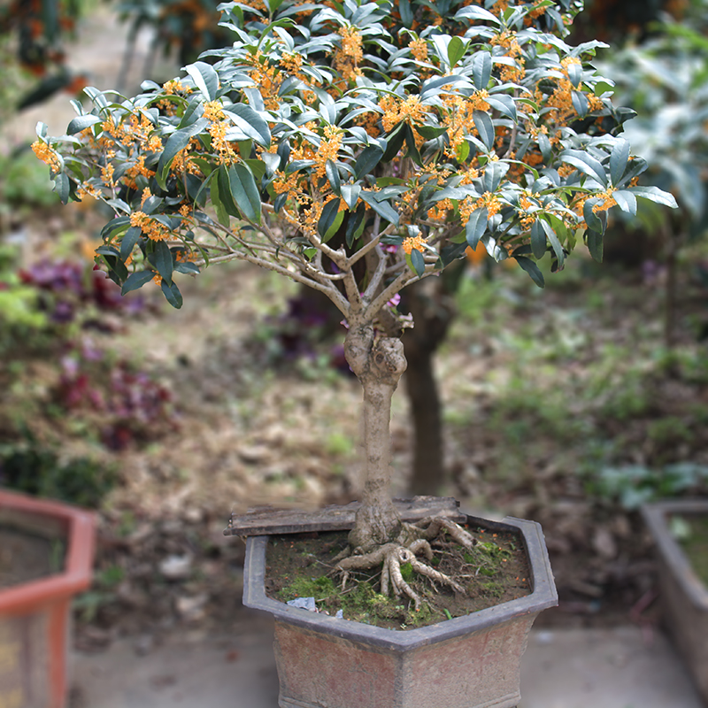 桂花盆栽 流苏嫁接四季桂花金桂丹桂沉香桂桂花苗 桂花树苗带花苞 - 图0