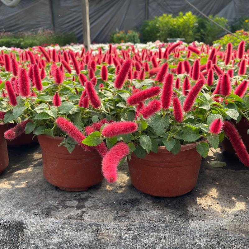 红缨吊兰盆栽岁岁红苗狗尾红穗垂吊四季开花卉红尾铁苋樱阳台常青 - 图3