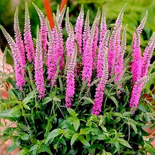 穗花婆婆纳花苗  无性系琉璃婆婆纳  耐寒宿根花卉【鲁红园艺】 - 图0